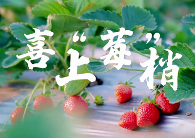 中國電信的信息技術(shù)正成為草莓種植戶拓展銷售、傳播口碑的新農(nóng)具_(dá)400.jpg